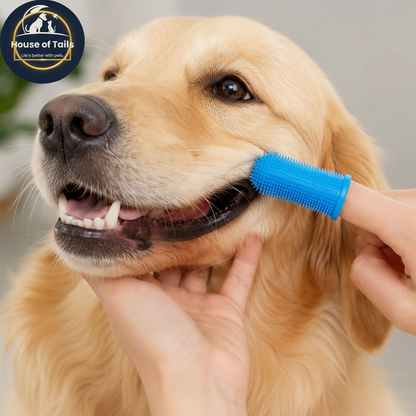 Golden Retriever Teeth Brushing with Logo